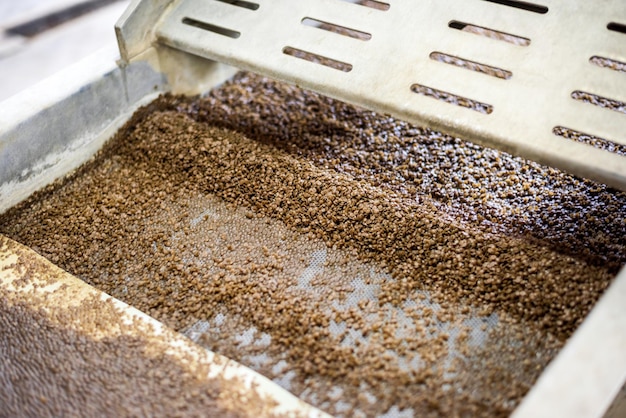 Biomass Production: The Future of Sustainable Energy and Agriculture